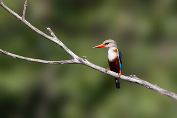 Grey-headed Kingfisher