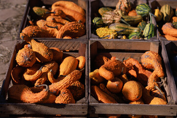Bright orange decorative gourds in rustic wooden crates at farm fair. Concept for autumn harvest, local produce, and natural decoration with copy space.