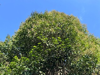 Ligustrum lucidum tree with dense glossy evergreen foliage and panicles of faded white flowers. The broad-leaf privet, Chinese privet, glossy, tree privet or wax-leaf privet in olive family Oleaceae.