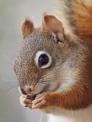 Adorable red squirrel eating sunflower seeds in natural forest light