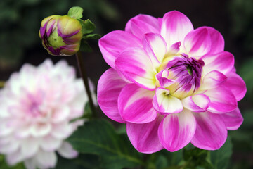 Dark background with bright purple dahlia buds in the sun in a autumn garden. Beautiful natural background. Delicate petals. Close-up of a lush dahlia bud. Dahlias. Dahlia flowers. 