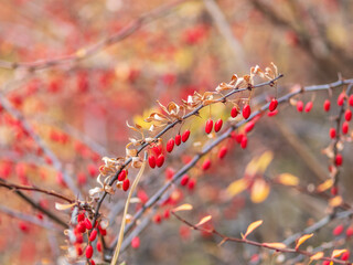 Branches of a barberry Bush with ripe red barberry berries