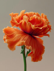 A large, stylized orange flower with finely detailed, linear-textured petals and a green stem against a grey background
