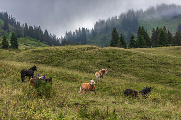 Horse herd grazing on mountain pasture in the Allgäu Alps, misty alpine landscape with forest