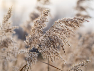 Yellow autumn fluffy feather grass with seeds on curved stems in light wind. Hello autumn concept. Natural background with copy space