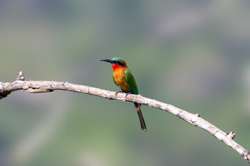 Red-throated Bee-eater