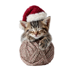 Santa hat cat