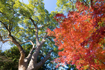 神社の紅葉（大分県中津市薦神社）