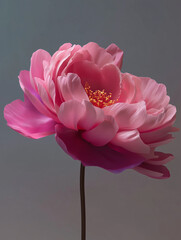 A large, stylized pink flower with finely textured petals and yellow stamens against a muted grey-blue background