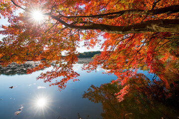 紅葉と池（大分県中津市薦神社）