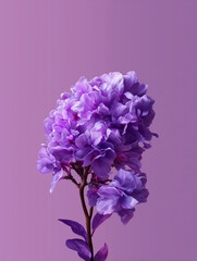 Close-up of a purple iris flower with delicate petals