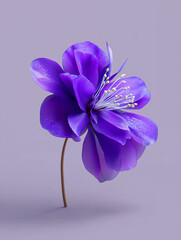 Close-up of a purple iris flower with delicate petals