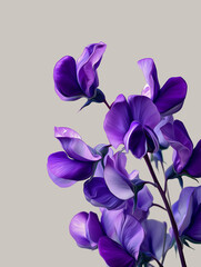 Close-up of a purple iris flower with delicate petals