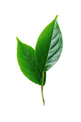 Fototapeta premium Close-up of two vibrant green leaves