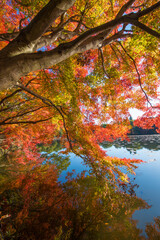 紅葉と池（大分県中津市薦神社）