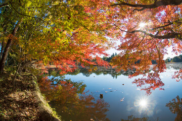 紅葉と池（大分県中津市薦神社）