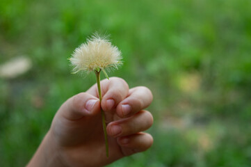 Child's hand holding dandelion flower with blurred green background