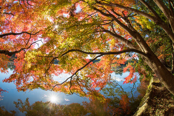 紅葉と池（大分県中津市薦神社）