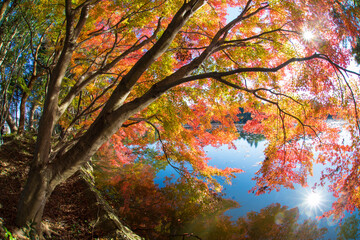 紅葉と池（大分県中津市薦神社）