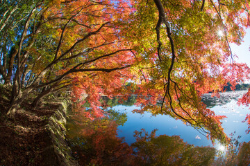 紅葉と池（大分県中津市薦神社）