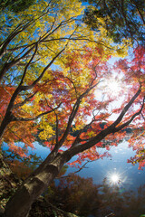 紅葉と池（大分県中津市薦神社）