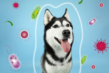 Adorable husky dog on color background