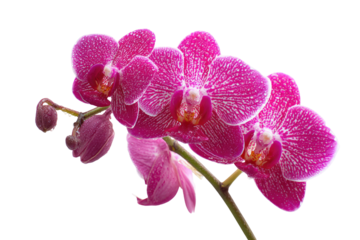 Close-up of three vibrant pink orchids.  The flowers are in sharp focus, with delicate petals and subtle speckles of white.  A stem connects the blossoms.  Black background