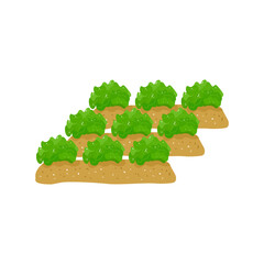 Bright Green Lettuce Plants Growing in Garden Beds in Rows