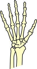 hand skeleton vector illustration isolated on white background