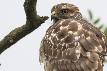 Red-tailed hawk perched in a tree.
