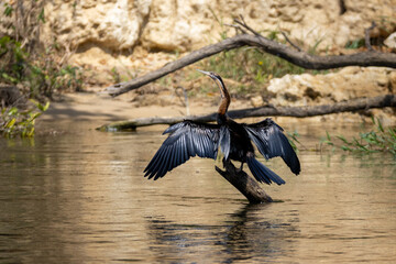 The African darter drying its wings