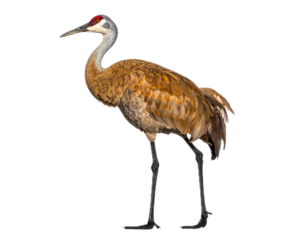 Isolated Sandhill Crane poses while standing, wild animal with long legs and neck