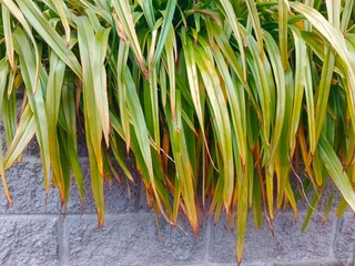 Green leaves of a plant on the background of a stone wall.