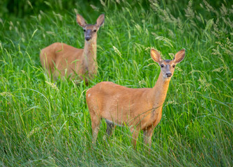 Two White-tailed Deer standing in tall grass looking at camera