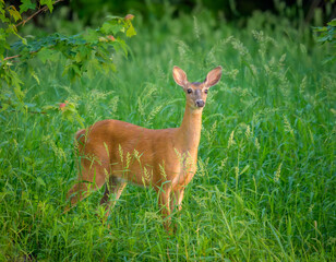 White-tailed Deer doe standing in tall grass looking past the camera
