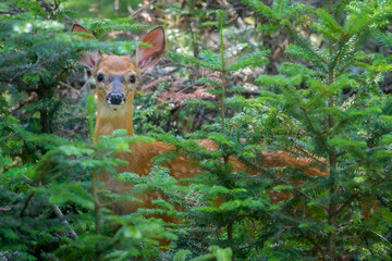 Baby White-tailed Deer fawn standing in forest behind underbrush trees