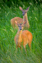 Two White-tailed Deer standing in tall grass looking at camera