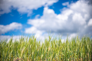 Barley field swaying in the spring breeze in Aljarafe, Seville