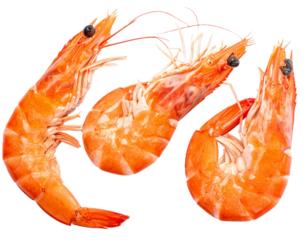 Isolated Prawn, Seafood Delicacy, Marine Creature, Delicious Food, Freshness of Shrimp