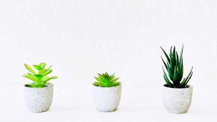 観葉植物　インテリア　コピースペース　16:9