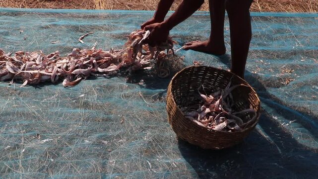 Workers are spreading raw fish on bamboo mats in the open sun to prepare dried sea fish at Sundarbans, khulna District.