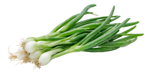 Fresh green onions, bunch of spring onions, with white bulbous roots