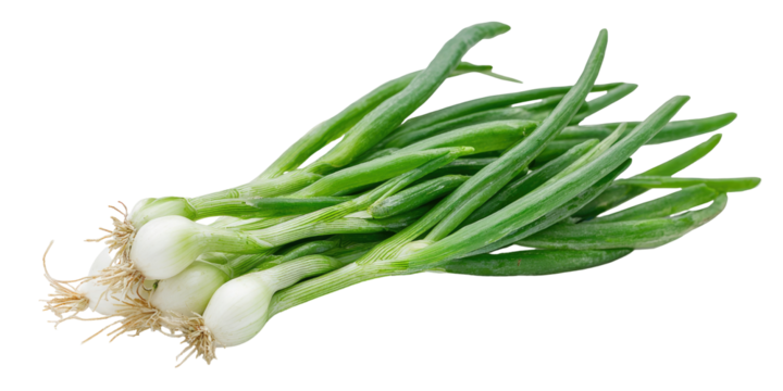 Fresh green onions, bunch of spring onions, with white bulbous roots