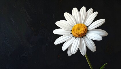Stokrotka o białych płatkach i ż&oacute;łtym środku na czarnym tle