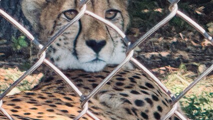 cheetah in the Fossil Rim Wildlife Center, Fort Worth, Texas, USA