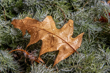 Closeup of brown oak leaf laying on a bed of needles, raindrops, nobody