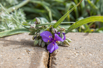Purple smooth spiderwort in a garden on paving stones, sunshine, nobody