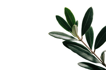 Close-up of olive branch leaves, dark background