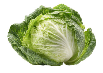 Fototapeta premium Close-up of a head of crisp green and white Chinese cabbage