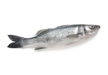 Fresh uncooked seabass fish isolated on white background, closeup